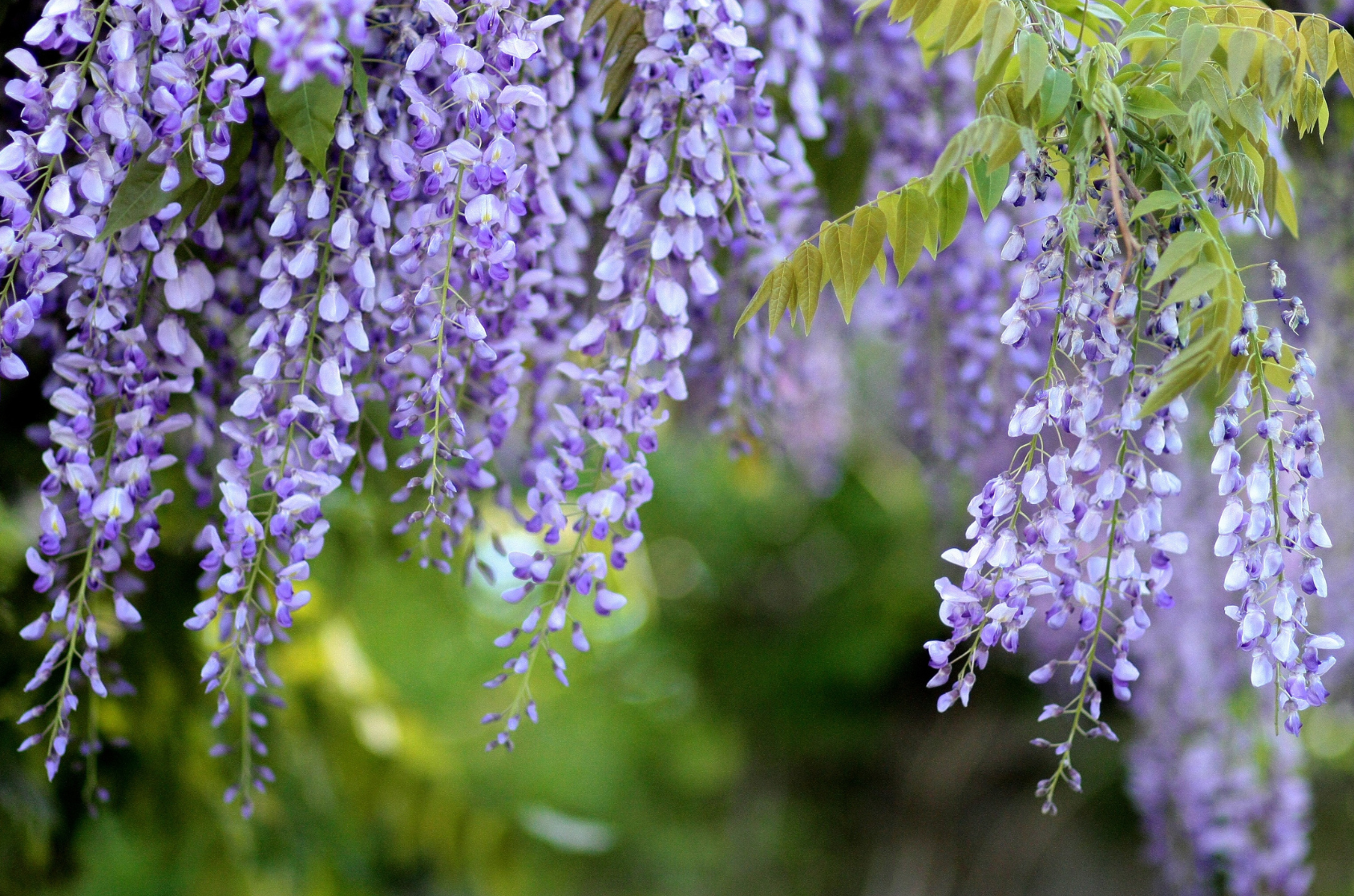 Glycine parfaite pour végétaliser sa pergola